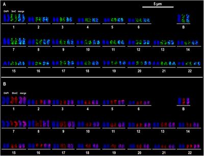 Epigenetic DNA Modifications Are Correlated With B Chromosomes and Sex in the Cichlid Astatotilapia latifasciata